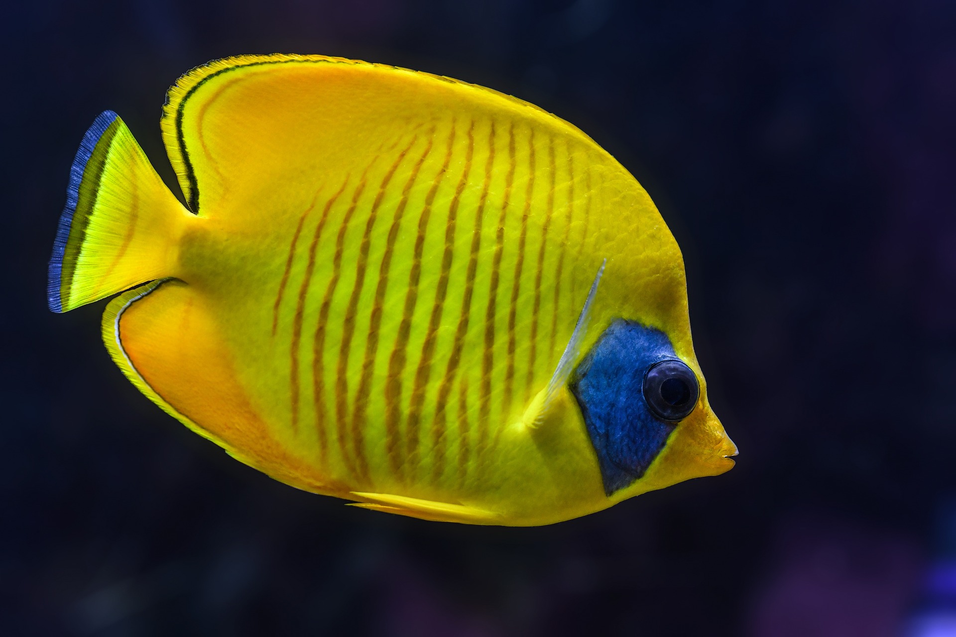 fish-3218125_1920