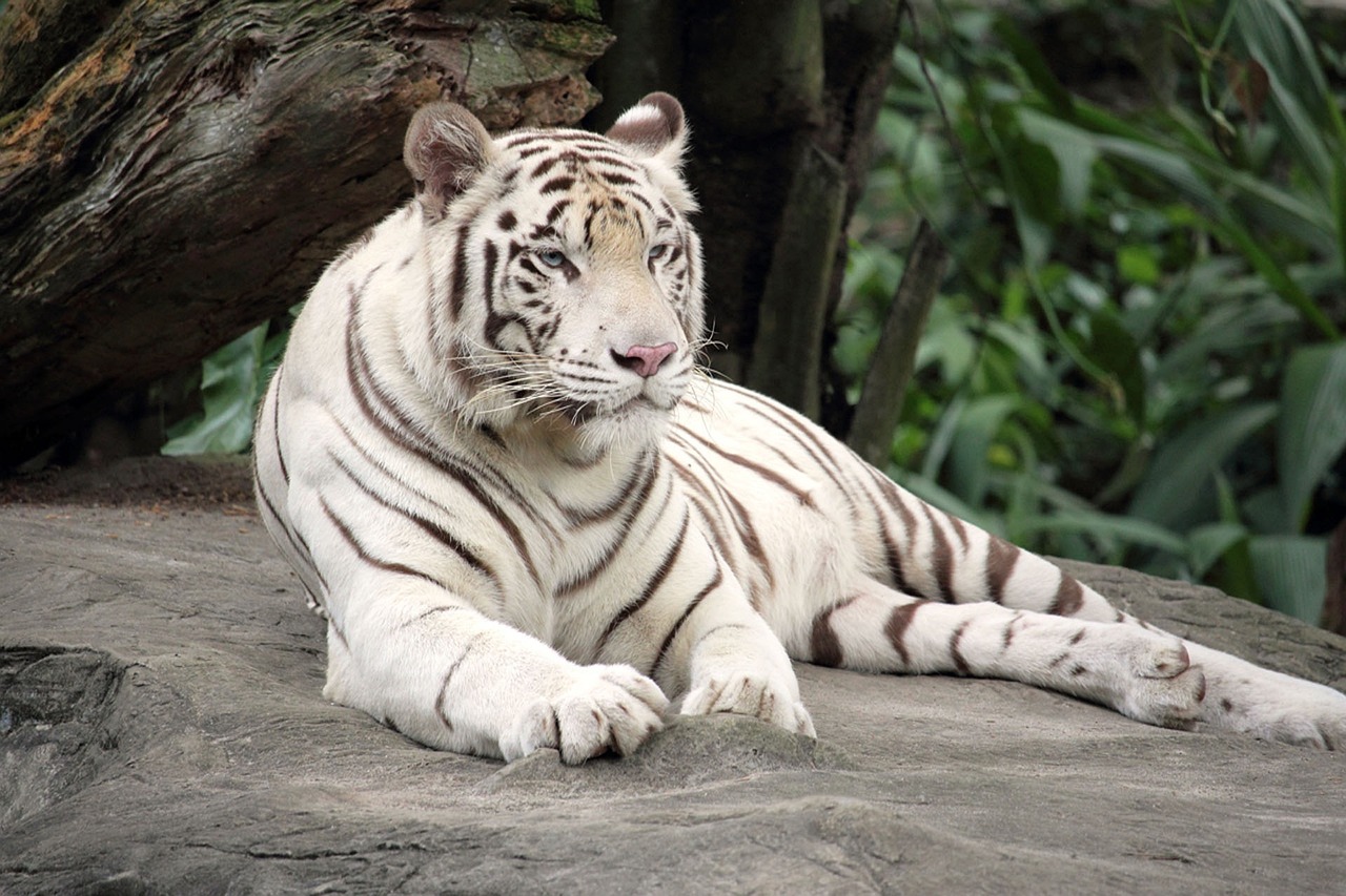 bengal-tiger-1513723_1280