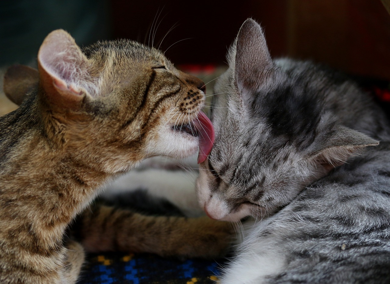 kitten-3806264_1280