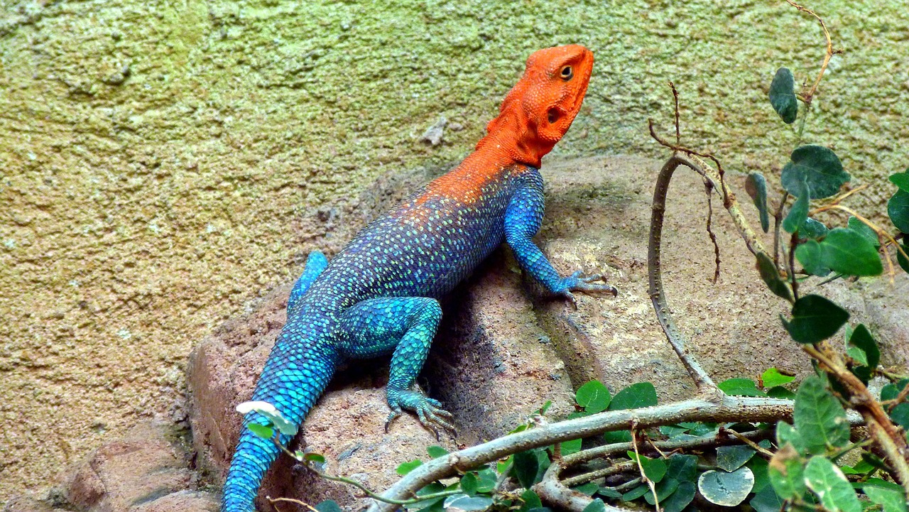 lizard-174074_1280